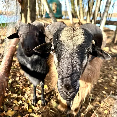 리조트 Osrodek Wypoczynkowy Lido