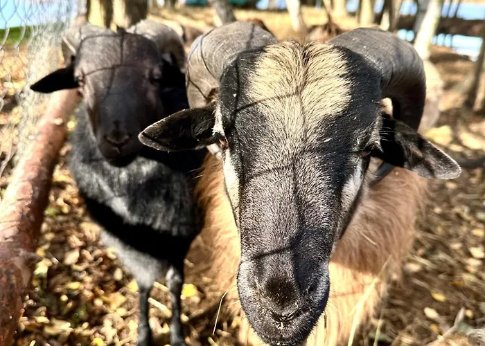 Üdülőközpont Osrodek Wypoczynkowy Lido